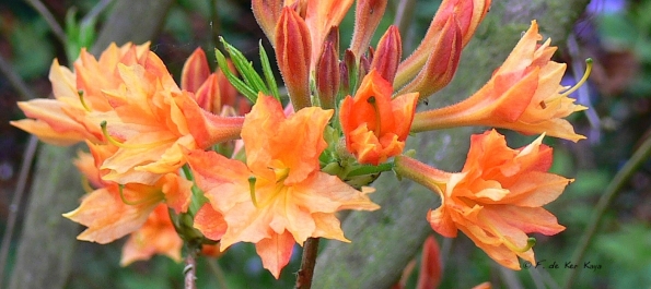 Bois des Moutiers (114) mai 2012